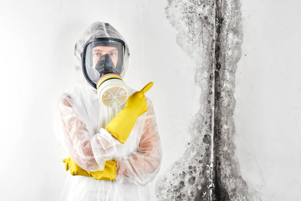 Best Mold Damage Restoration  in Wolfhurst, OH