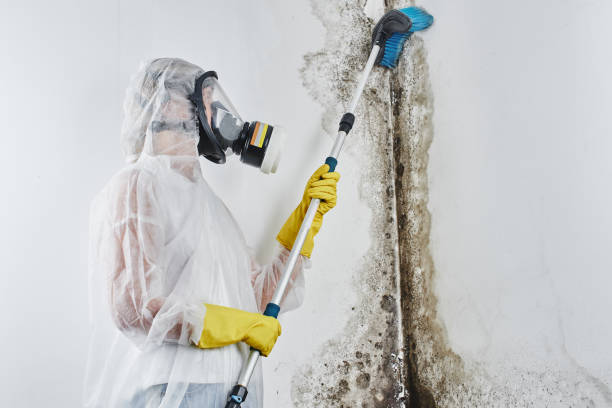 Biohazard Mold Removal in Wolfhurst, OH