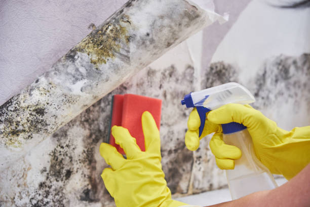 Professional Mold Removal & Remediation in Wolfhurst, OH